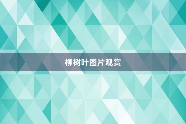 柳树叶图片观赏